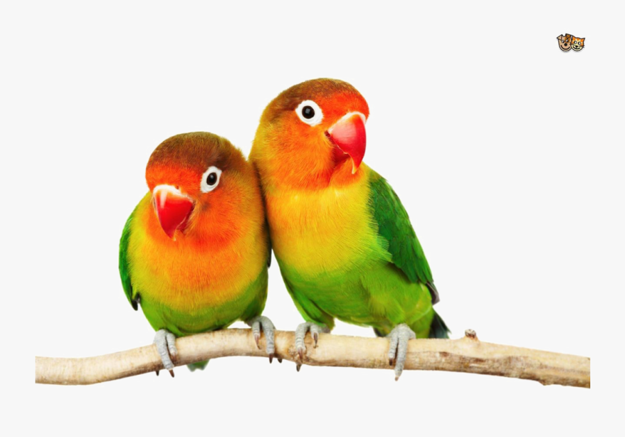 Love Birds Images Png, Transparent Clipart