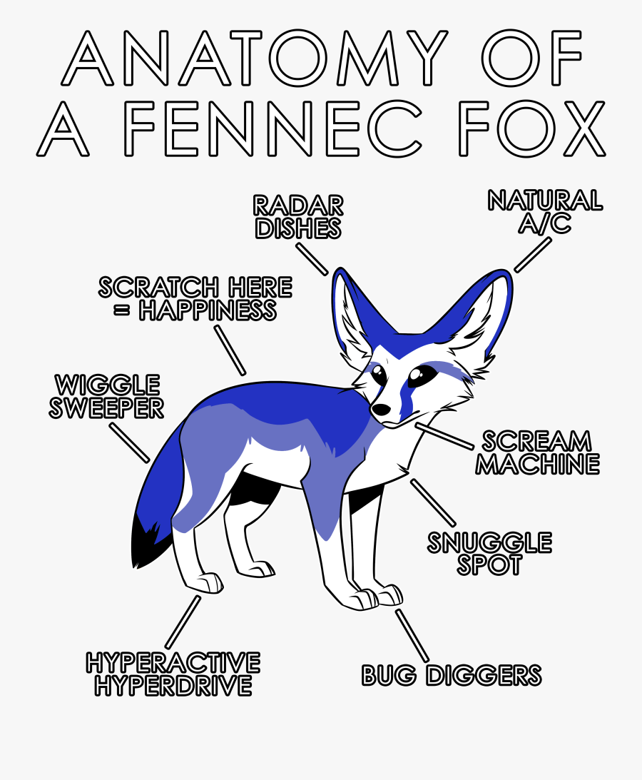 Transparent Fennec Fox Png - Anatomy Of A Fennec Fox, Transparent Clipart