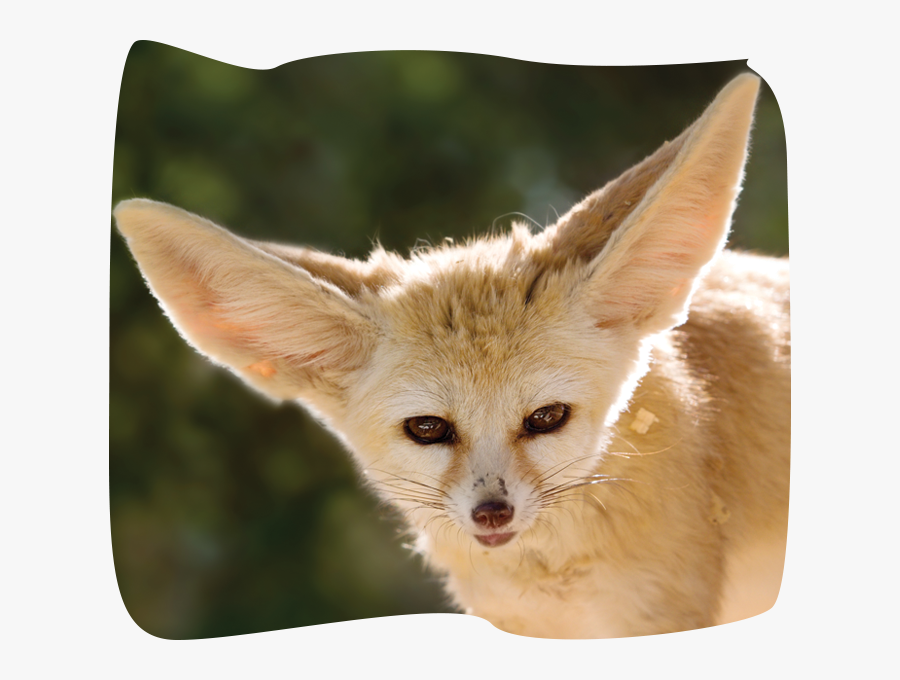 Transparent Fennec Fox Png, Transparent Clipart