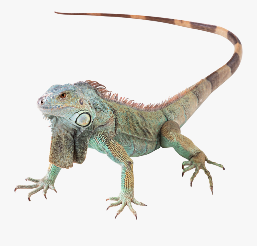 Green Iguana Png, Transparent Clipart