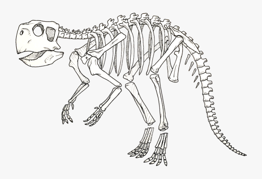 Transparent Dinosaur Bones Png - Line Art, Transparent Clipart