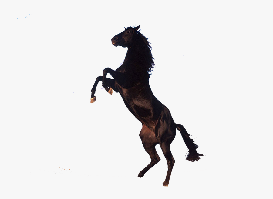 Transparent Thoroughbred Clipart - Transparent Background Horse Png, Transparent Clipart
