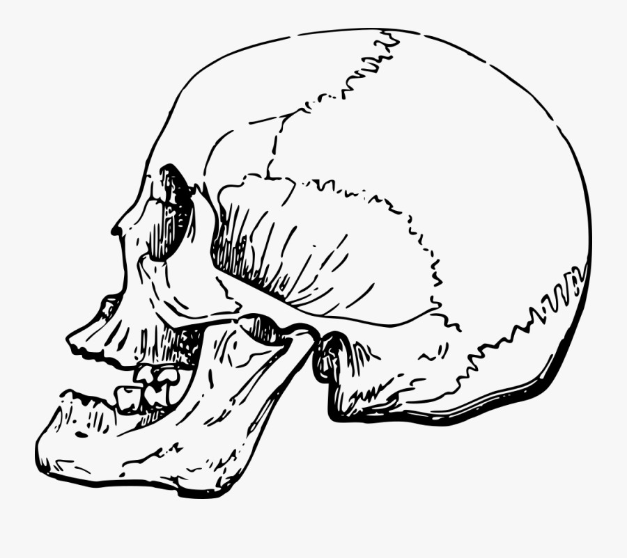 Side Skull - Human Nose Skull Side, Transparent Clipart