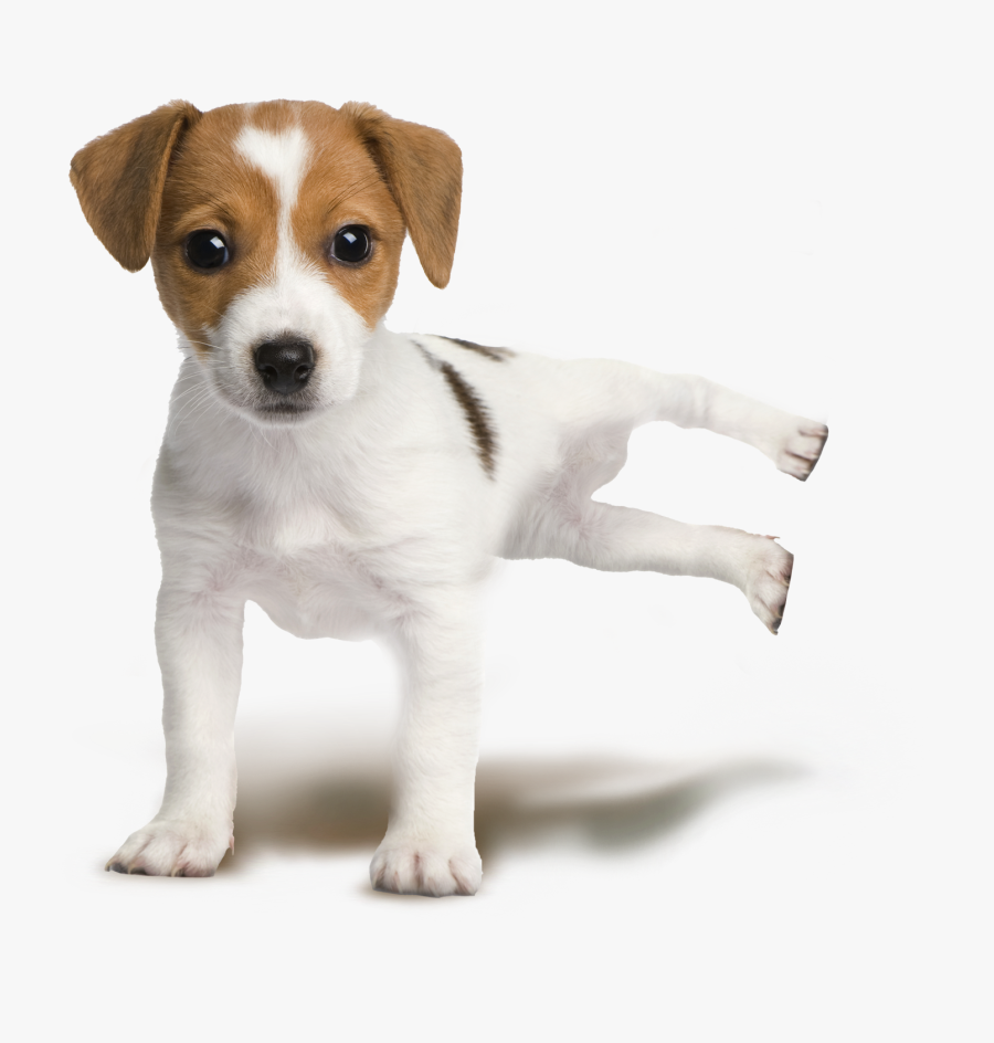 Jack Russell Terrier Parson Russell Terrier Rat Terrier - Puppy Dog White Background, Transparent Clipart