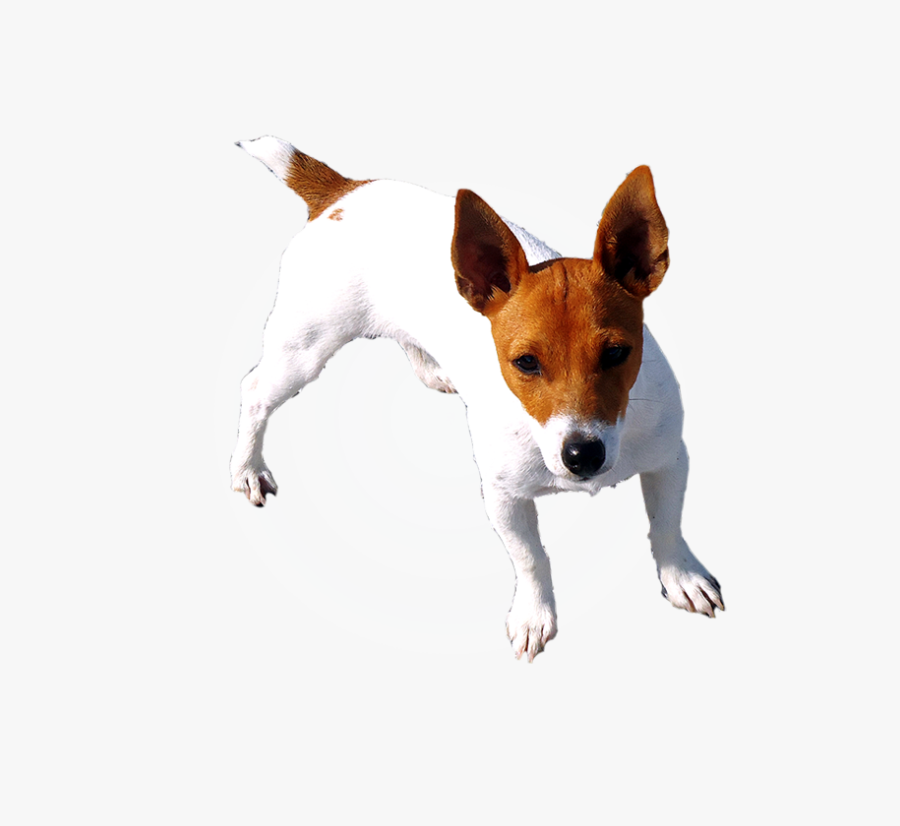 Dog Breed Miniature Fox Terrier Toy Fox Terrier Rat - Miniature Fox Terrier, Transparent Clipart