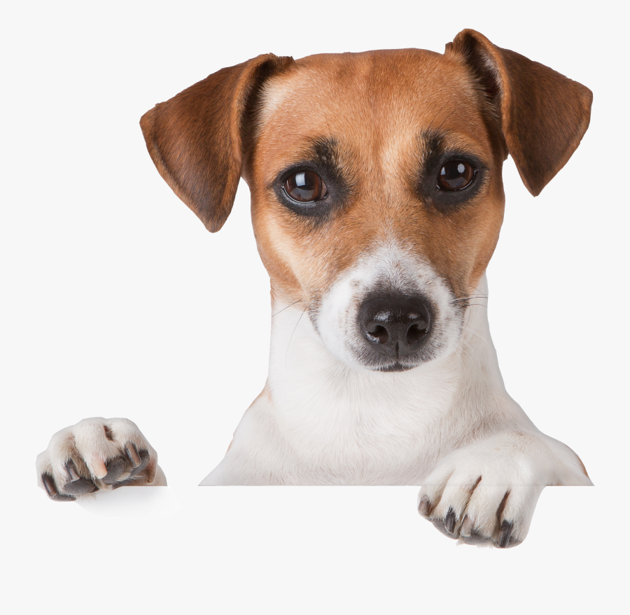 Jack Russell Terrier - Jack Russell Puppies Tan And White, Transparent Clipart