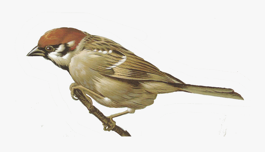 Download Sparrow Png Photo For Designing Projects - Clipart Sparrow Png, Transparent Clipart