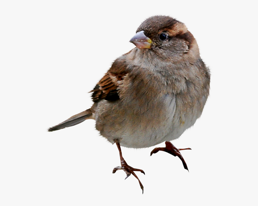 Sparrow Png - White Crowned Sparrow Png, Transparent Clipart