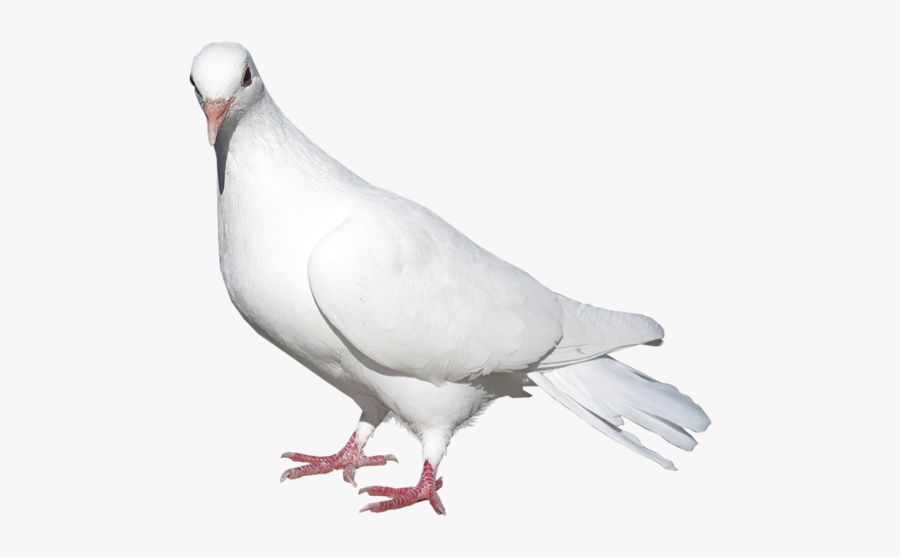 Pigeon Png For Picsart, Transparent Clipart