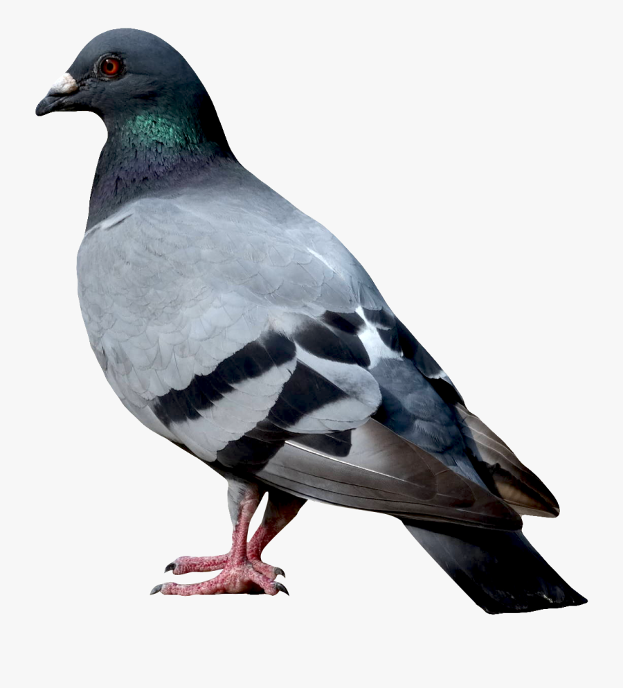 Pigeon Png Image - Dove Images Png, Transparent Clipart