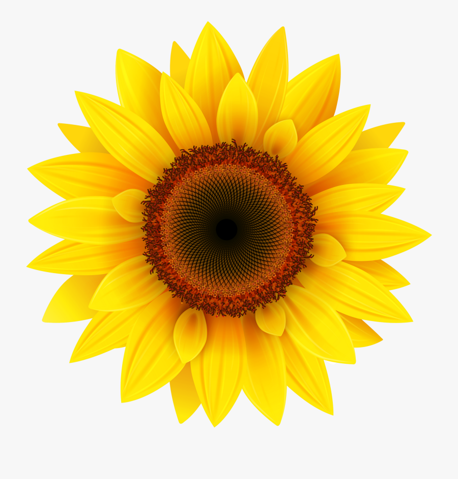 Sunflower Png Image, Transparent Clipart