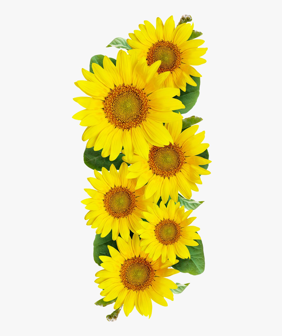 Sunflower Seed Clip Art, Transparent Clipart