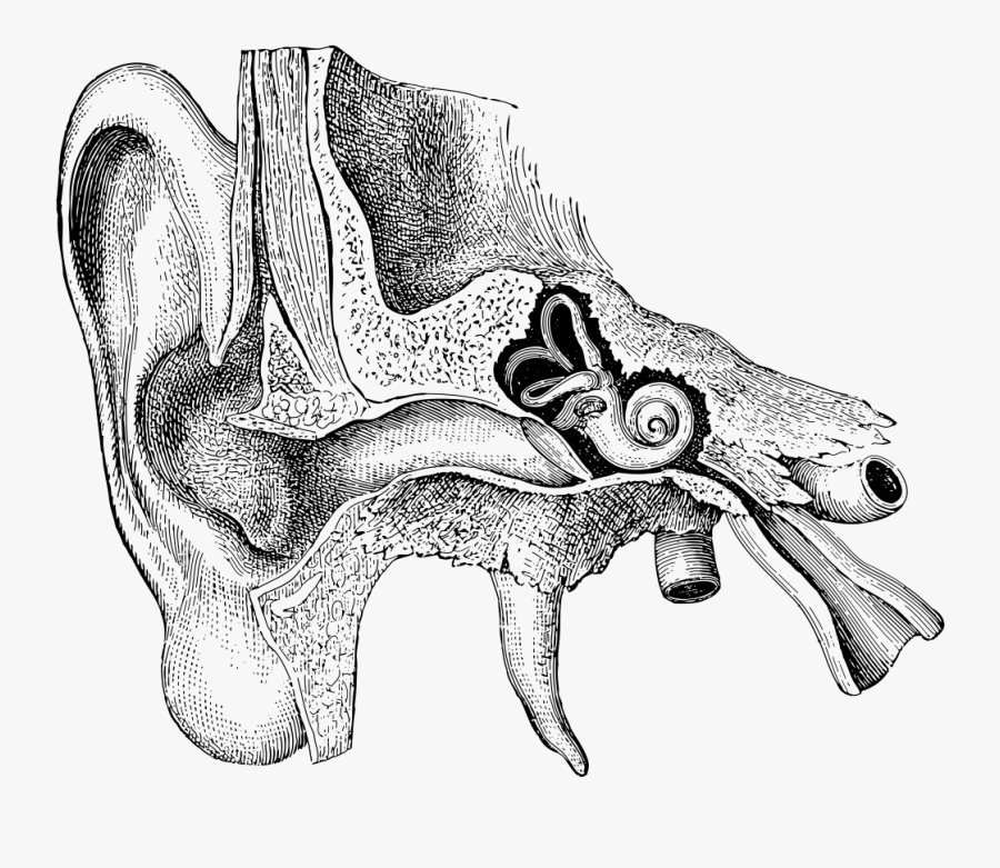 Sydney Ent Ear  Diagram Human Ear  Pencil Drawing Anatomy  