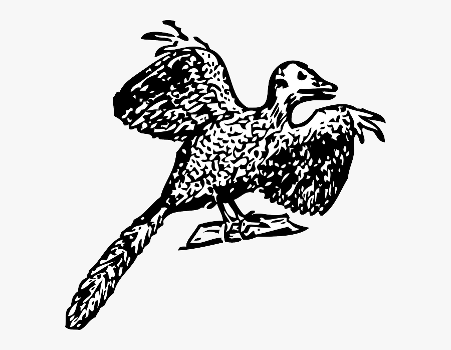 Drawing Raven Zentangle - Archaeopteryx, Transparent Clipart