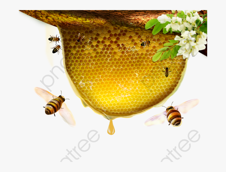 Transparent Bee Clipart Transparent Background - Honey Bee On Flowers ...