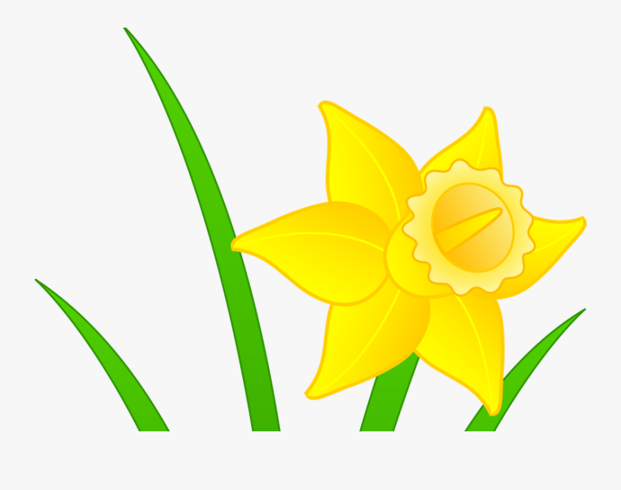 Daffodils Clipart , Free Transparent Clipart - ClipartKey