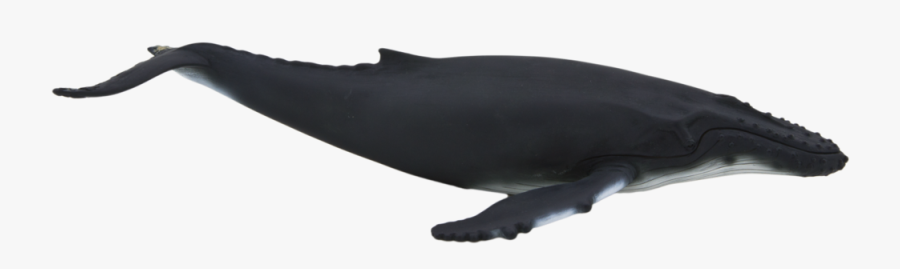 Transparent Whale Clay - Animal Planet Humpback Whale, Transparent Clipart