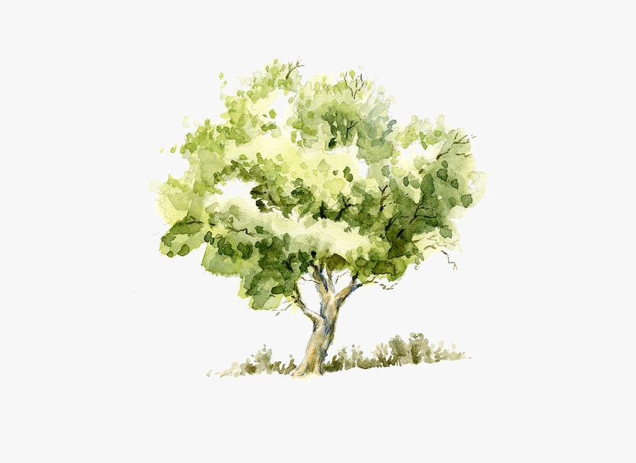 Pencil Sketch Tree Trees Watercolor Painting Drawing - Tree Watercolor, Transparent Clipart
