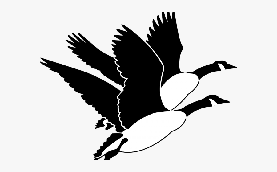 Canada Goose Clipart Black And White, Transparent Clipart