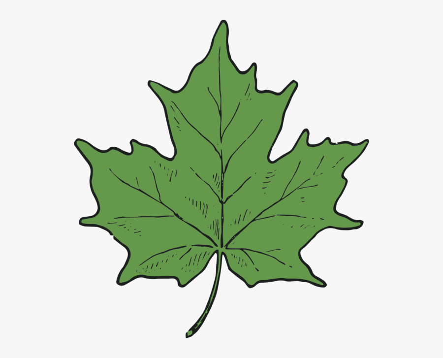 Cad Clip Art Maple Leaf And Seed-3 - Grape Leaves Clipart, Transparent Clipart