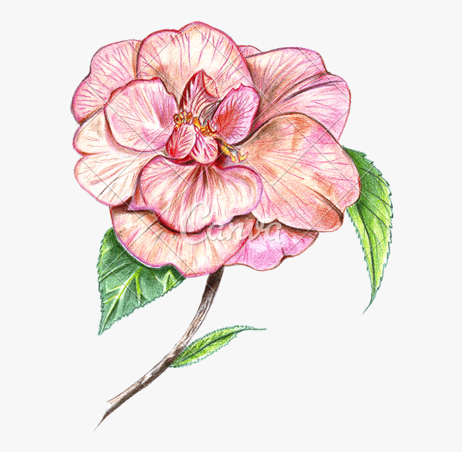 Colored Drawing Hibiscus - Botanical Camellia Drawing, Transparent Clipart