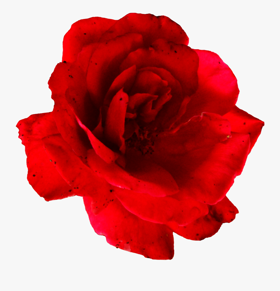 Clip Art Flowers Rose - Rose, Transparent Clipart