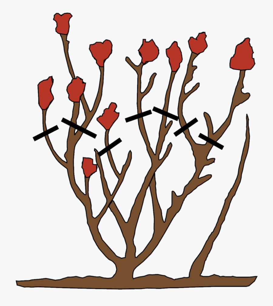 How To Prune Roses, Transparent Clipart