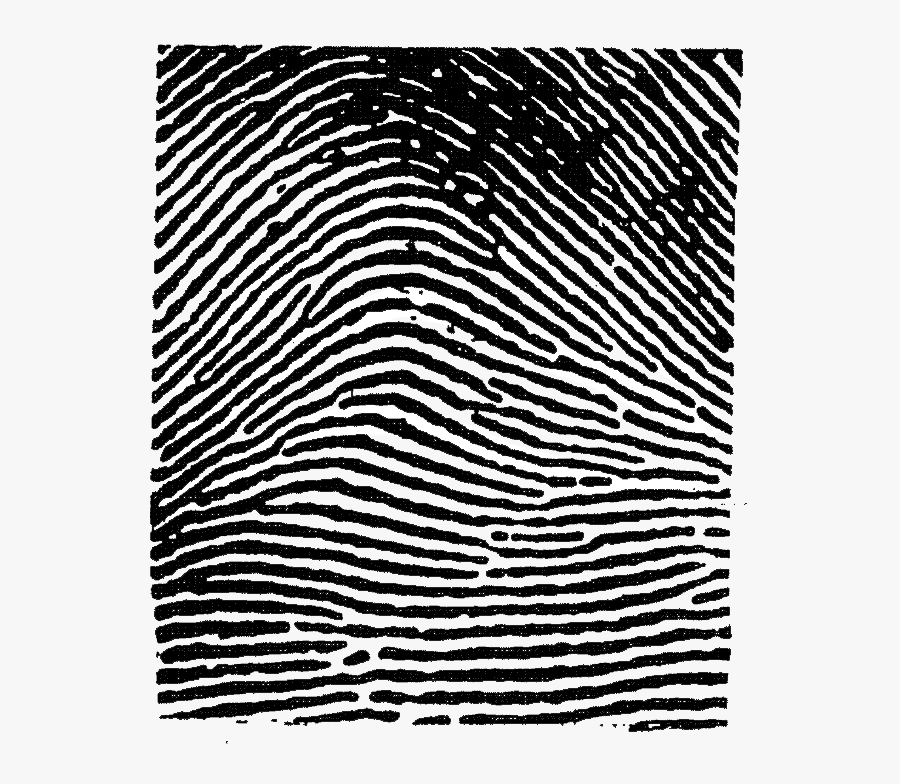 Clip Art Fingerprints Texture - Plain Arch Fingerprint , Free ...