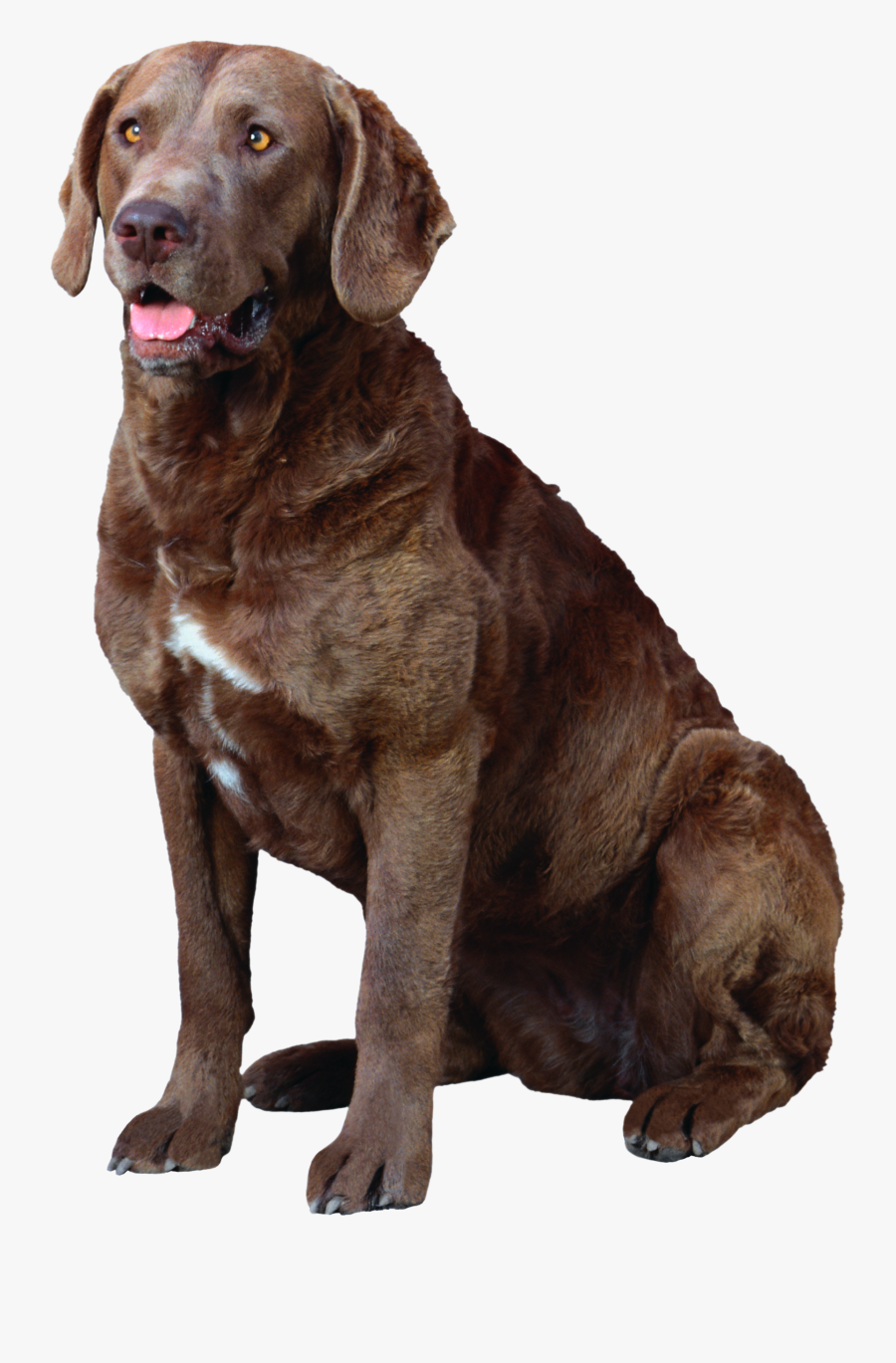 Labrador Retriever Png - Can A Chesapeake Bay Retriever Have A White Chest, Transparent Clipart