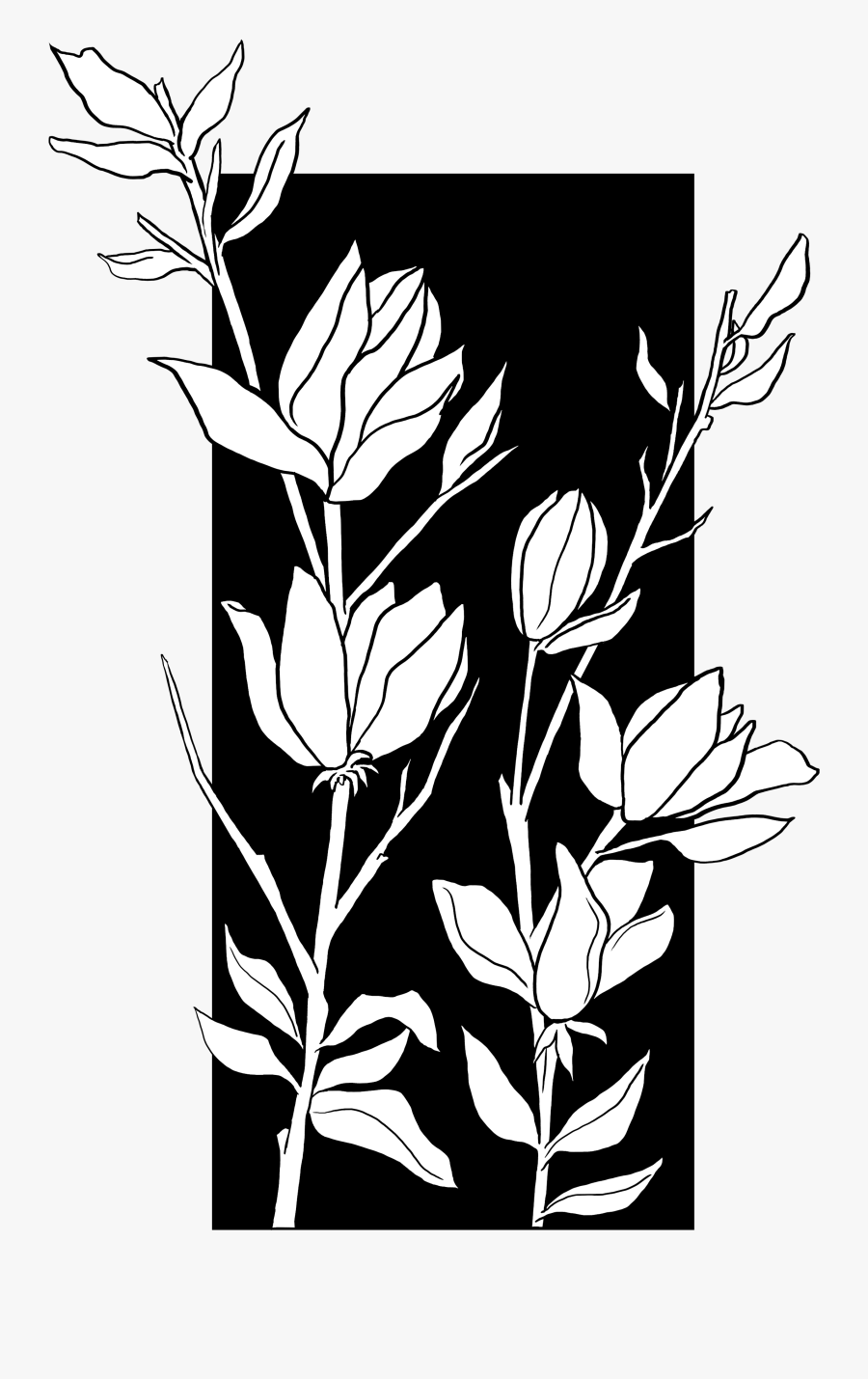 Bud Drawing Practice - Gentian Family, Transparent Clipart