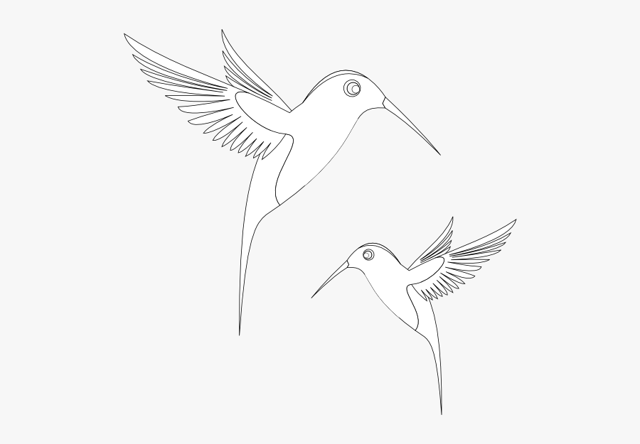 Colibri Birds Black White Line Art Coloring Book Colouring - Coloring Book, Transparent Clipart