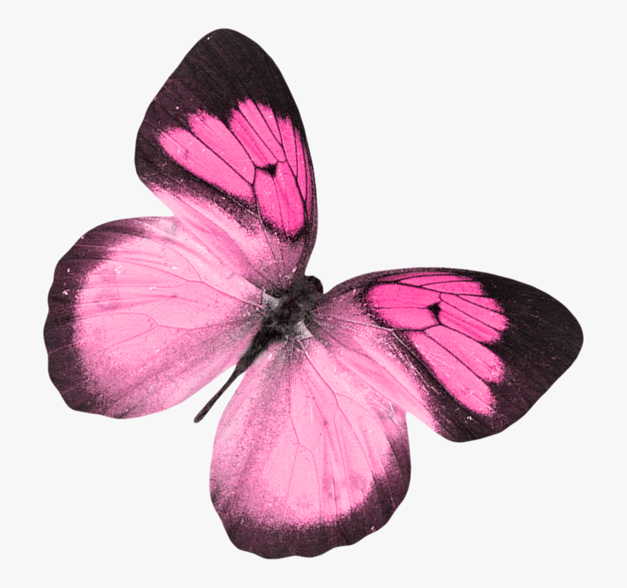 B *✿*dragonfly Dance - Butterfly, Transparent Clipart