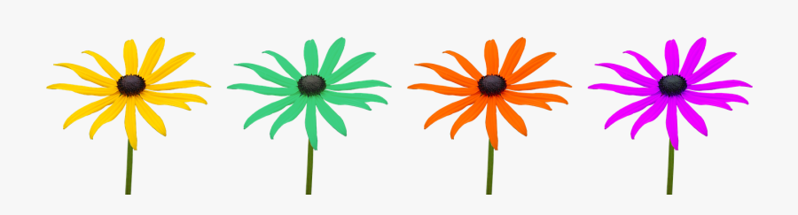 Marguerite, Flowers, Colorful, Flower, Meadow Margerite - Black-eyed Susan, Transparent Clipart