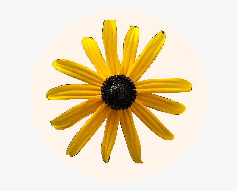 Black-eyed Susan, Transparent Clipart