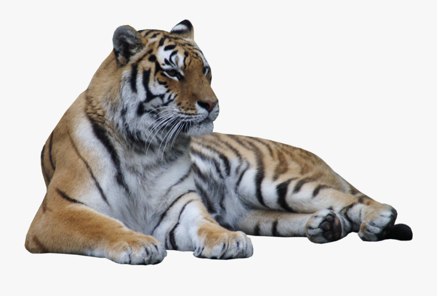 Transparent Laying Down Png - Drawing A Tiger Lying Down, Transparent Clipart