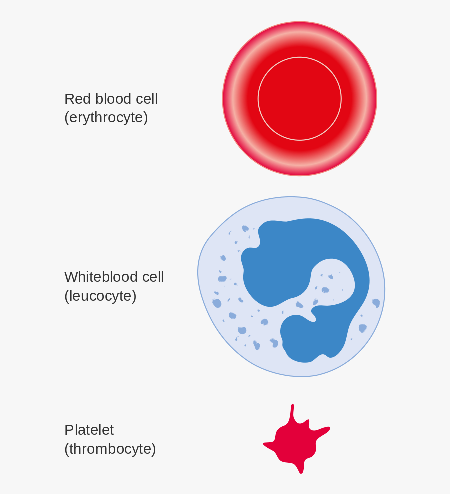 White Blood Cell Png, Transparent Clipart