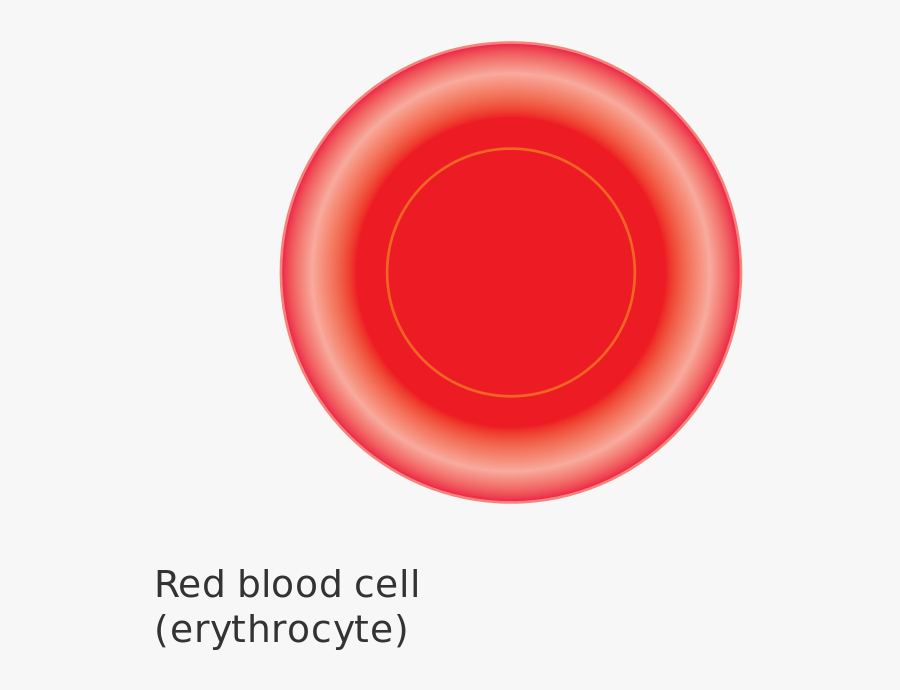 Diagram Of A Red Blood Cell Cruk - Circle, Transparent Clipart