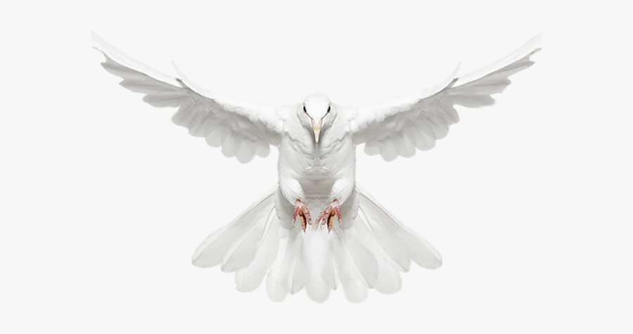 White Dove Clipart Animated - White Dove Spread Wings, Transparent Clipart