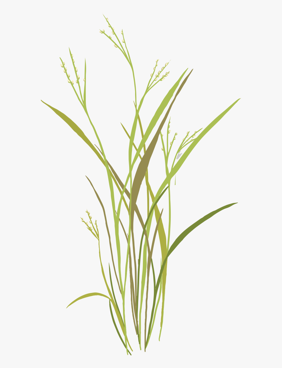 Grass, Transparent Clipart
