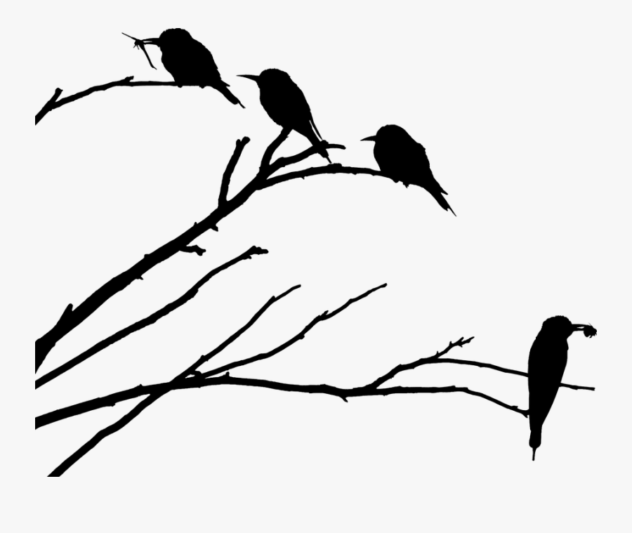 Discover The Best Source For Free Images And - Bird On Branch Silhouette Png, Transparent Clipart