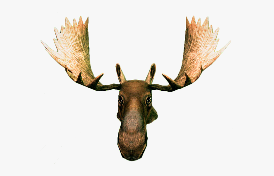 Transparent Deer Skull Png - Moose Head Png, Transparent Clipart