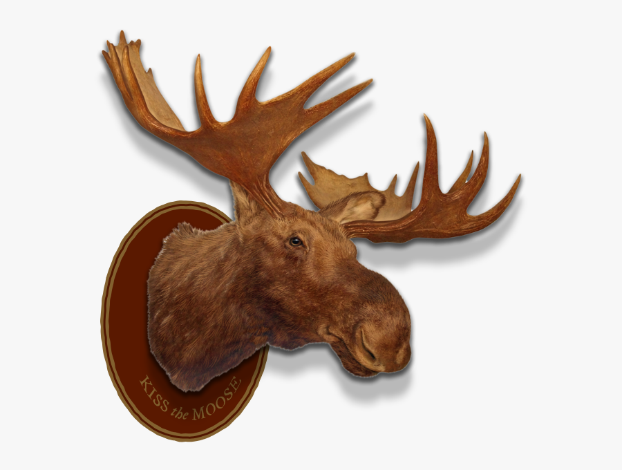 Moose Head - Moose Head White Background, Transparent Clipart