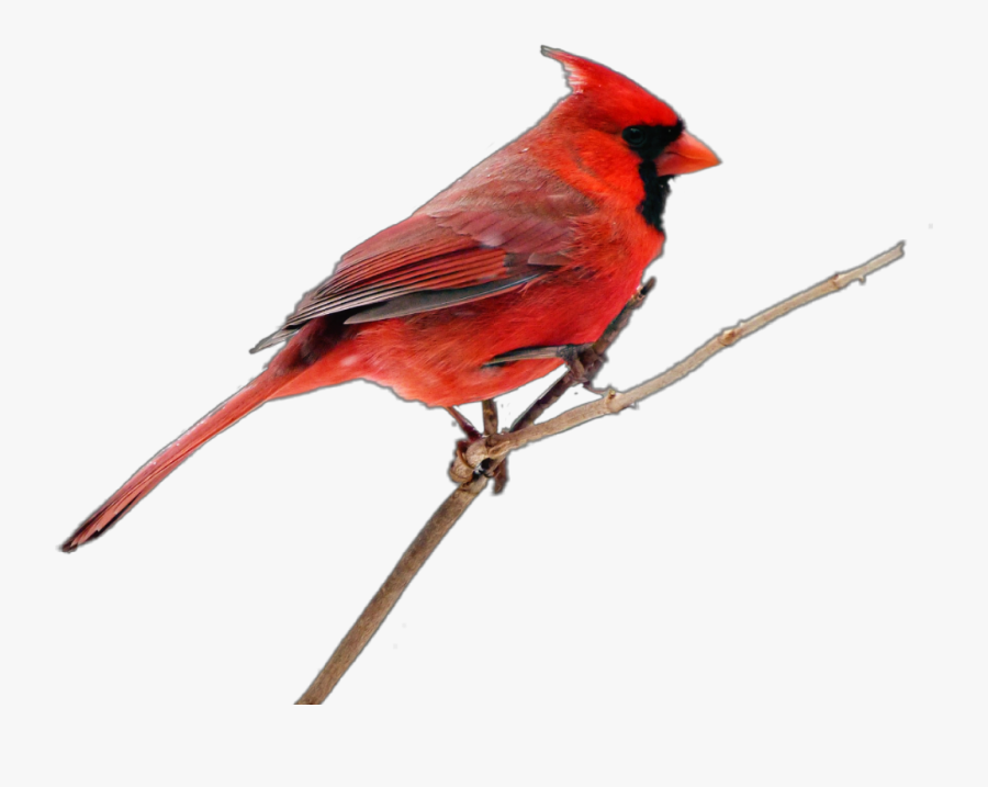 #cardinal, #bird - Northern Cardinal, Transparent Clipart