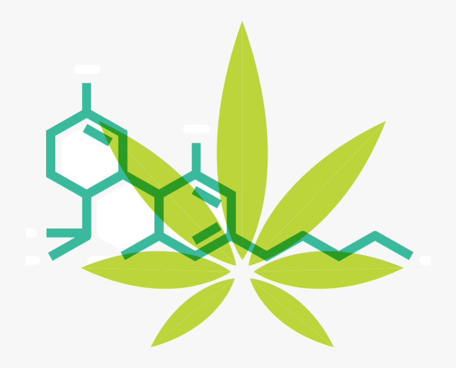 What Is Cannabis - Cannabidiol, Transparent Clipart