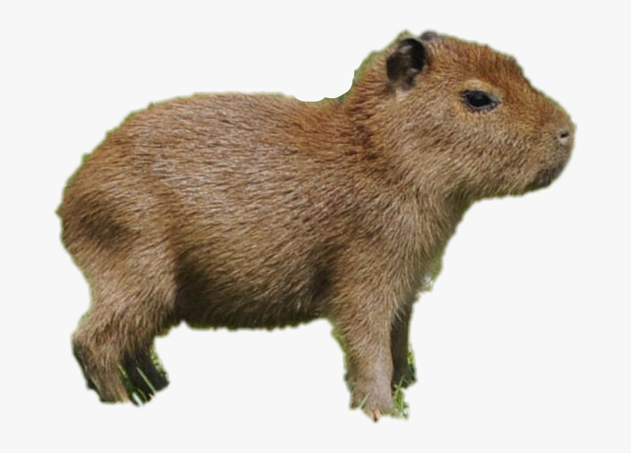 #capybara #freetoedit - Punxsutawney Phil, Transparent Clipart