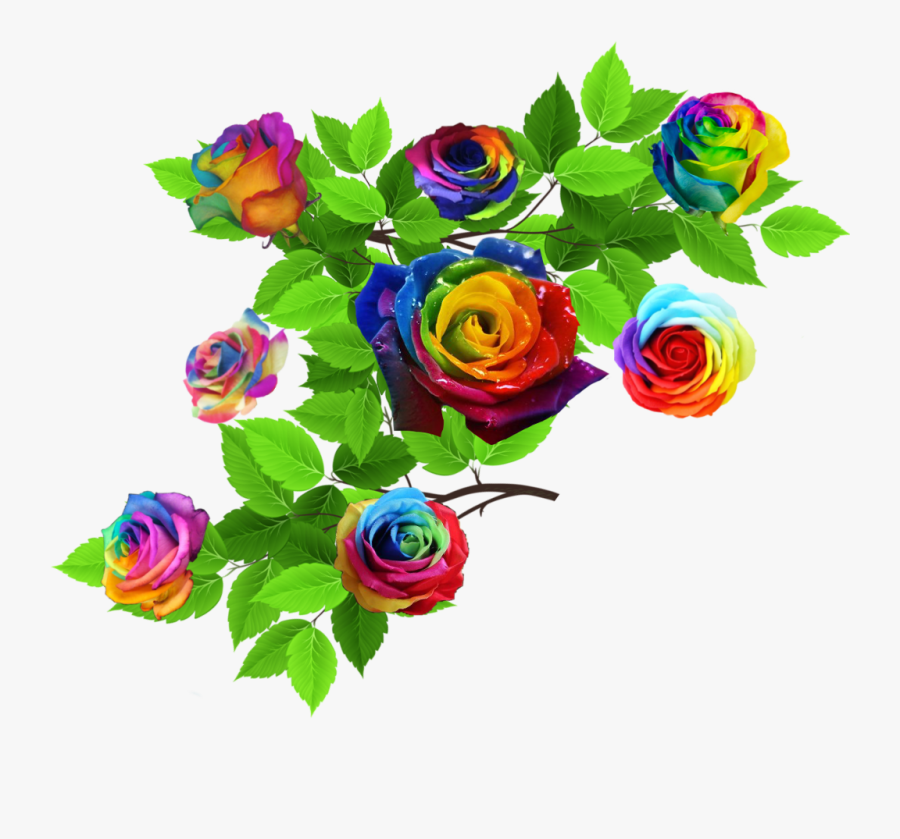 #rose #roses #nature #leaves #rainbow #rainbowflowers - Garden Roses, Transparent Clipart