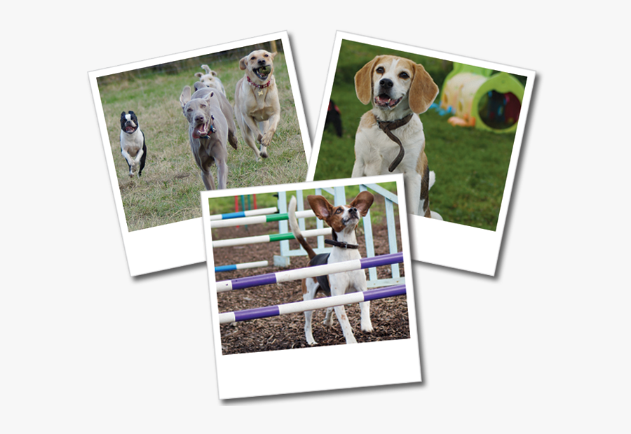 Happy Dogs With A Dog Walker - Beagle, Transparent Clipart