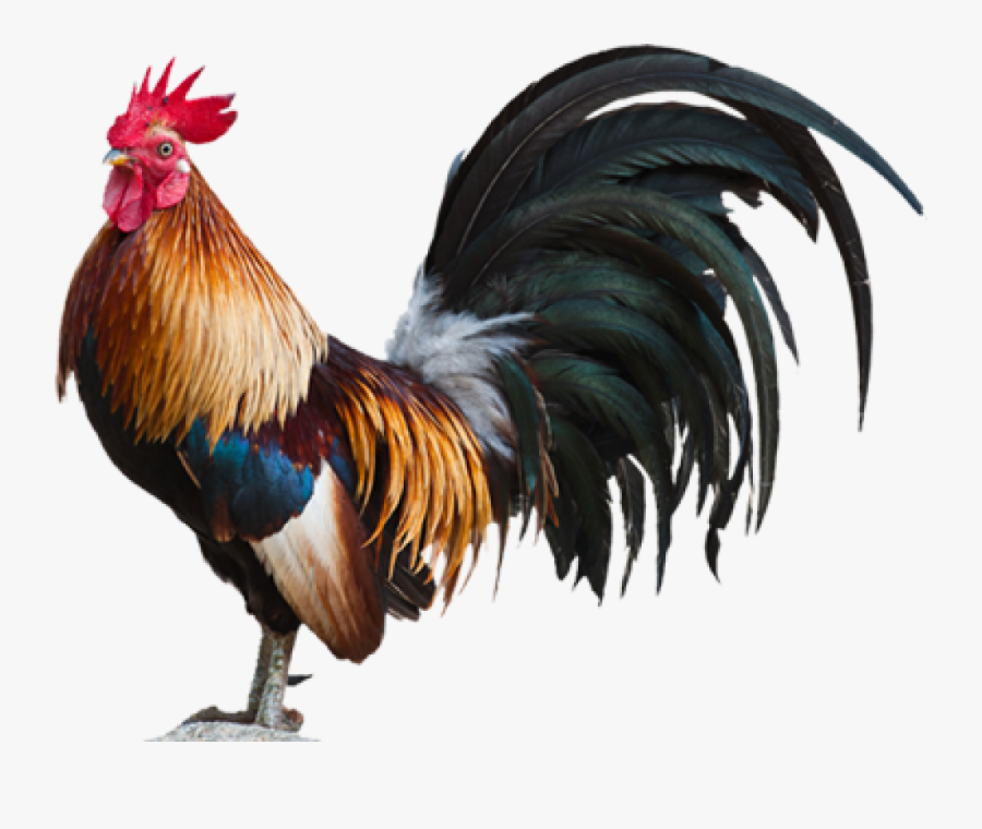 Rooster Clipart Live Chicken Rooster Png Free Transparent Clipart Clipartkey