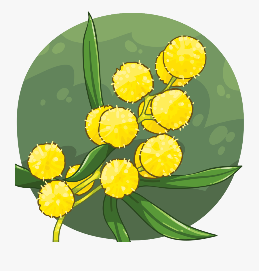 Golden Wattle Australian National Flower, Transparent Clipart