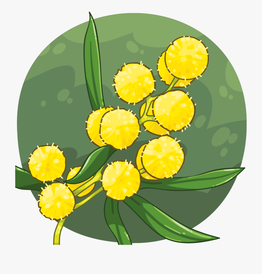 Golden Wattle Australian National Flower , Free Transparent Clipart